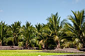 Scenery along the canal leading to Damnoen Saduak Floating Market. Thailand